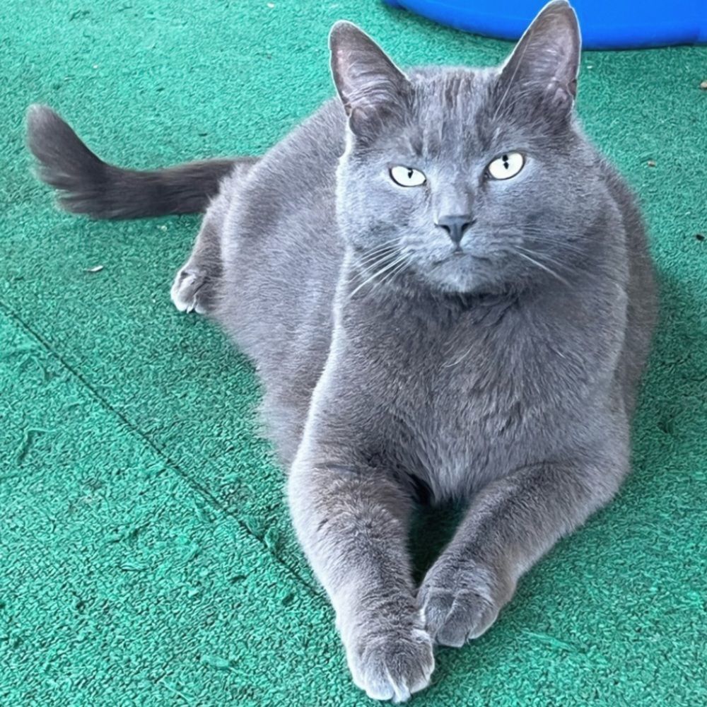 NWT $78 Free People | Movement | Watch & Learn | Layering Light Compression - Picture 8 of 8